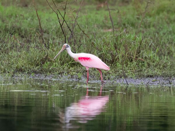 <h3><a href="/trips/costa-rica/biota/animalia/chordata/aves/015 pelecaniformes/001 threskiornithidae/platalea ajaja/platalea ajaja-nl.html">Platalea&nbsp;ajaja</a> / Roseate&nbsp;spoonbill / Rode&nbsp;lepelaar</h3>OM-1 Mark II met M.300mm F4.0 + MC-14, 1/1250 sec  bij F5.6, ISO 10000